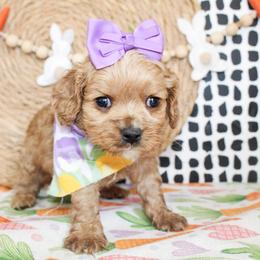 Remy - Red female Cockapoo puppy in Rattan, Oklahoma from Double M Cocker Spaniels