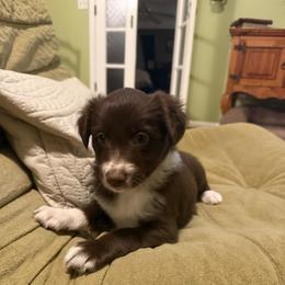 Tessa - Chocolate female Border Collie puppy in Fairview, Tennessee from Hoffman Forest Acres LLC