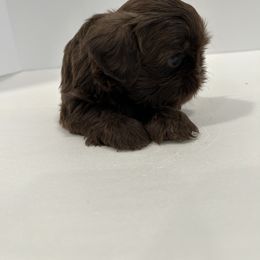 Shih Tzu Puppies from Moore Shih Tzus
