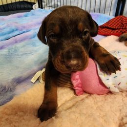 Doberman Pinscher and Pomeranian Puppies from Legendary Kennels