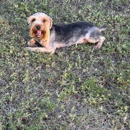 Theo - Black and tan male Yorkshire Terrier puppy in Naples, Florida from Puppies Forever 💙❤️🐶