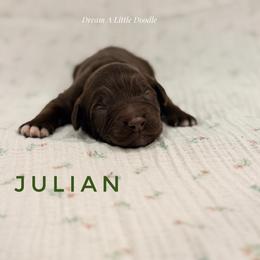 Julian - Chocolate male Goldendoodle puppy in Dallas County, Texas from Dream A Little Doodle