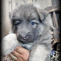 Valor - Blue male German Shepherd puppy in Sequim, Washington from German Shepherd Haus
