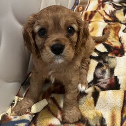 Logan - Ruby male Cavalier King Charles Spaniel puppy in Mc Louth, Kansas from Harmony Valley Cavaliers & Havanese