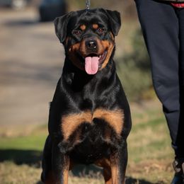 Una - Rottweiler