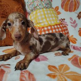 Charlie - Dapple male Dachshund puppy in Hudson, Michigan from Mittentail Kennel Miniature Dachshunds & Australian Shepherds