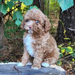 Ruby - Red and white female Cockapoo puppy in Louisburg, North Carolina from Raven Oak's Mini Cockapoos and Mini Dachshunds