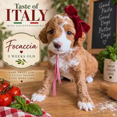Focaccia - Red  female Goldendoodle puppy in Miami, Florida from Jade’s Paws & Co. Of Miami LLC