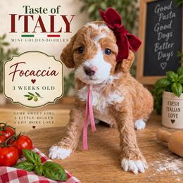 Focaccia - Red  female Goldendoodle puppy in Miami, Florida from Jade’s Paws & Co. Of Miami LLC