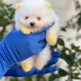 Pomeranian Puppies from POMERLAND exotic Pomeranians of Orlando