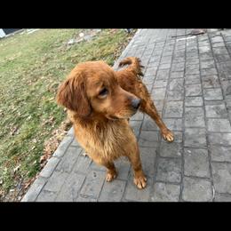 Golden Retriever puppies from Supreme Goldens