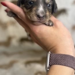 Muffin - Dapple female Dachshund puppy in Oklahoma City, Oklahoma from Barrett’s Doxie Farm