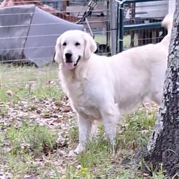Aspen - Light golden female Golden Retriever puppy in Holbrook, New York from Merimaur Goldens and Cavaliers