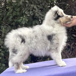 Shetland Sheepdog puppies from Honeyhill shelties
