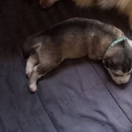 Alaskan Malamute Puppies from River Bend Malamutes