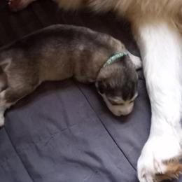 Alaskan Malamute Puppies from River Bend Malamutes