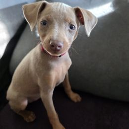 XFF1-Red-Pork Chop - Fawn (isabella) and tan female Miniature Pinscher puppy in Middle Point, Ohio from Knisely's Min Pins-AKC