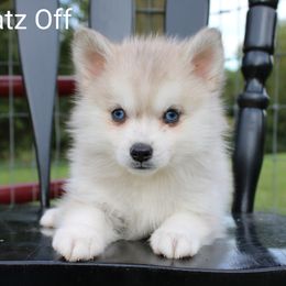 Cavapoo and Pomsky Puppies from Hatz Off Puppies