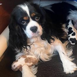 Pearl - Cavalier King Charles Spaniel