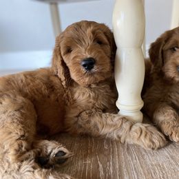 Goldendoodle Puppies from Whidbey Goldendoodles