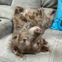 Winston, Tony - Fawn (Isabella) male Dachshund puppy in Jacksonville, North Carolina from Lizzie’s Doxies