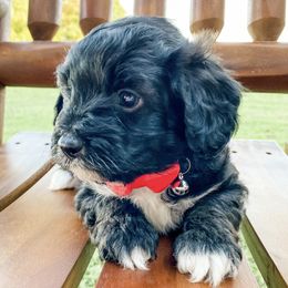 Aussiedoodles from Wild Acre Doodles