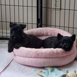 Scottish Terrier Puppies from Afton Scottish Terriers