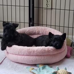 Scottish Terrier Puppies from Afton Scottish Terriers
