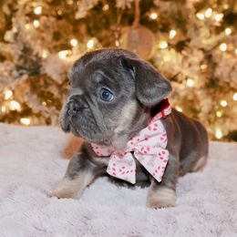 French Bulldog and Rottweiler Puppies from Muletown Rotties