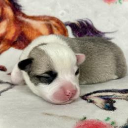 Boy 4 - Black and tan male Pembroke Welsh Corgi puppy in Woodland, Washington from MB Acres Corgis