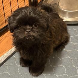 Oscar - Black male Shih Tzu puppy in Victorville, California from RUMBLE n TUMBLE