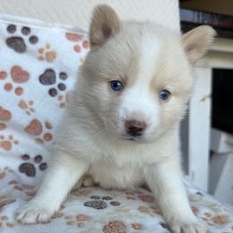 Willow - White female Pomsky puppy in Greenfield, Minnesota from SRF Pomskies