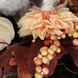 Goldendoodle Puppies from CruzNDoodles