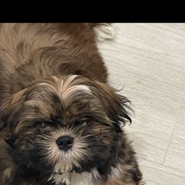 Shih Tzu All Grown Up from Be Dazzled Shihtzu
