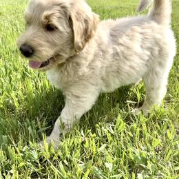 Aussiedoodle, Labradoodle, and Sheepadoodle Puppies from Boxcar Doodles and Poodles