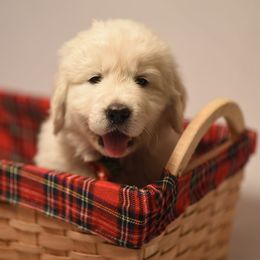 Golden Retriever Puppies from Montrose Goldens
