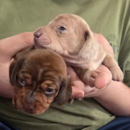 Latte - Dapple male Dachshund puppy in Cowen, West Virginia from Bennett Babies