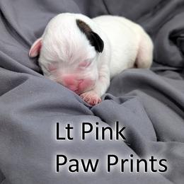 Tauntaun - Light Pink Paw Prints - White female Boxer puppy in Sherrill, Iowa from Balltown Boxers
