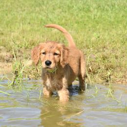 Girl 5 - female Golden Retriever puppy in Milan, Tennessee from Ivy League Golden Retrievers