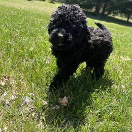 Light PinkGirl - Black Bernedoodle puppy in Wexford County, Michigan from Blissful Bernedoodles