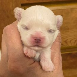 Girl 1 - Cream female Chihuahua puppy in Chino Valley, Arizona from Lane’s Little Longhairs