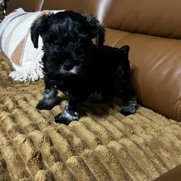 Daphne - Salt and pepper female Miniature Schnauzer puppy in Wilmar, Arkansas from Cedar Ridge Ranch Mini Schnauzers