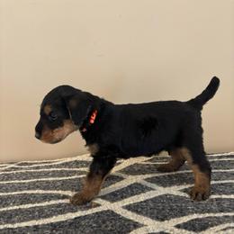 Moose - Black and tan male Airedale Terrier puppy in Huntersville, North Carolina from Cool Hand Luke Kennels