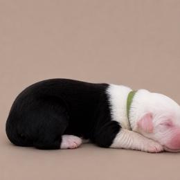 Green boy - Gray and white male Old English Sheepdog puppy in Mesa, Arizona from Desert Sheepies and Doodles