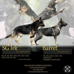 German Shepherd puppies from Vom Haefner German Shepherds