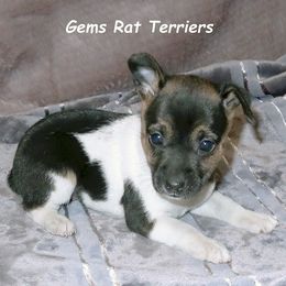 Priscilla - Black white and tan Rat Terrier puppy in Shelbyville, Tennessee from Gems Rat Terriers