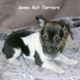 Priscilla - Black white and tan Rat Terrier puppy in Shelbyville, Tennessee from Gems Rat Terriers