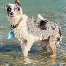 Border Collies from Battle Born Borders