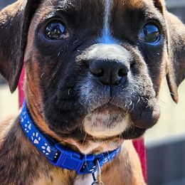 Boxers from Family Boxers