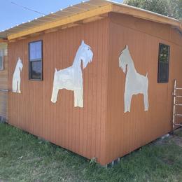 Miniature Schnauzer Puppies from Circle R Ranch